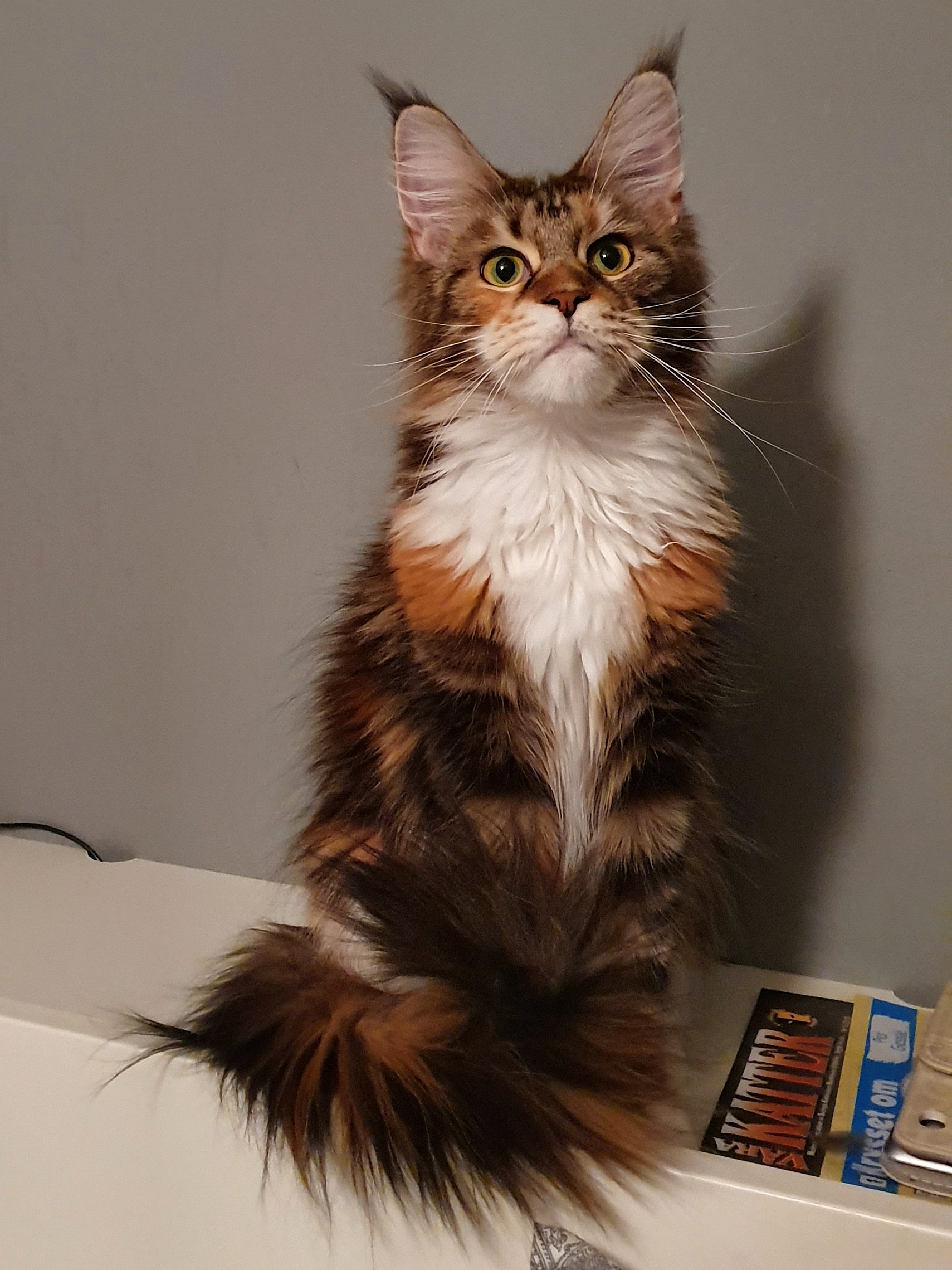 Maine Coon s dugom dlakom
