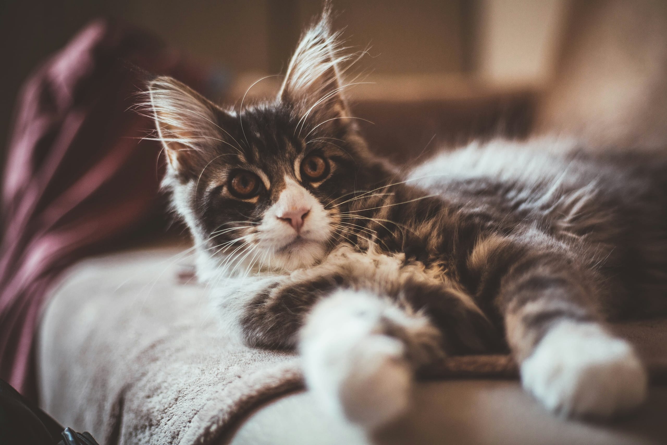 Maine Coon New Home 3